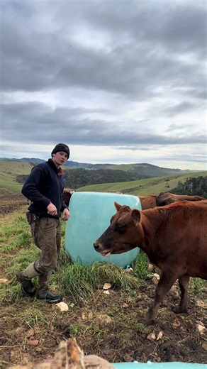 Film on Film Feeding for Winter Cattle: Practical Tips