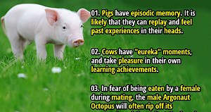 50 Beautiful Facts About Cute Animals Which Will Make You Go “Aww” - Part 2 - Page 5 of 5 - Fact Republic