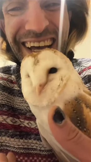 owl lovers on Instagram: "The sound of the barn owl is so unique 📷 Thanks to loveparrot88 | Tiktok ❤️ Please DM for credit/removal (All rights® are reserved & belong to their respective owners) #owl #owls #owlsofinstagram #owllove #owlstagram #owllovers #owllover #owleyes #onlyowls #bird #birds #owlstagram_feature #birdsofinstagram #screechowl #owlbox #bird #birds #owlobsession #owllove #owl_lovers #owlphotography #owlsome #memesdaily #explore #followme #foryou #reels #naturelovers #zoo #pet #f