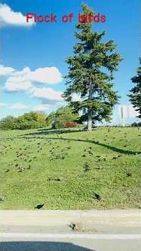 Flock of birds in Mississauga Ontario Canada. #birds #canadavlogs #birdphotographer #birdspotting