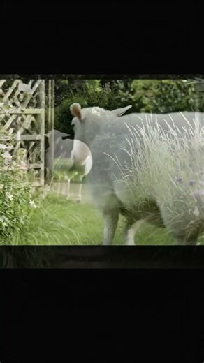 Laugh Out Loud with the TOP 5 Funny Donkey Moments | #shorts #donkey