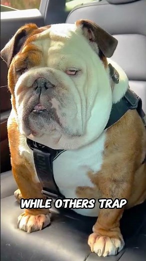 Why Dogs Have Different Fur Types (It’s Not Just About Looks)