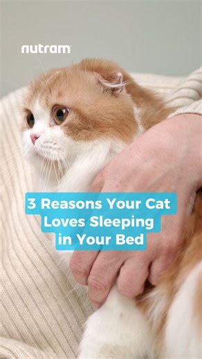 Ever wonder why your cat insists on sharing your bed?  Here are 3 science-backed reasons: comfort, security, and pure love.  Because to your cat, your bed is home. Does your feline friend sleep on your pillow too? Tell us below! . . . #nutram #catbehavior #catlove #catparents #happycats #petwellness #felinefacts | Nutram Pet Products | Facebook