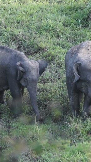 fact about the Asian dwarf elephant