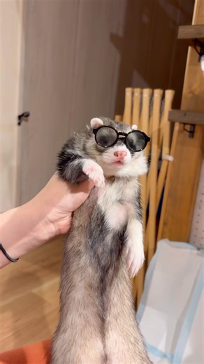#ferret #cute #animals #pets #フェレット #フェレットのいる生活