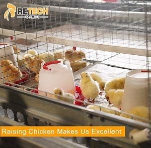 [Hot Item] Automatic A type pullet cage baby chicken poultry equipment