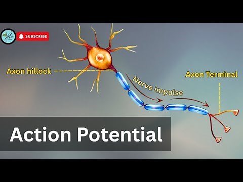 Hodgkin–Huxley Model | Action Potential physiology | How Nerves Generate Electrical Signals