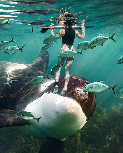 683K views · 4.7K reactions | Are whales as dangerous as some people believe? | Crazy Creatures | Facebook