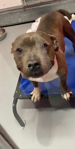 Shelter dogs ❤️ on TikTok