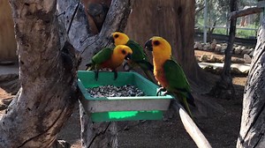 You will be able to get close to these beautiful Jenday Conures / Jendaya parakeet in our walk through aviary 🦜🦜🦜 Did you know that these colourful birdies are native to Brazil ??!! 😊 The visiting area remains closed due to precautionary measures against COVID - 19, the pet shop is open every day Monday - Saturday from 09:00 - 18:00 . #jenday #jandaya #conure #parakeets #parrots #beautifulbirds #aviary #melios | Melios