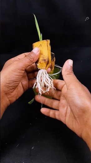 Watch how to grow banana plant at home | Step-by-step technique explained