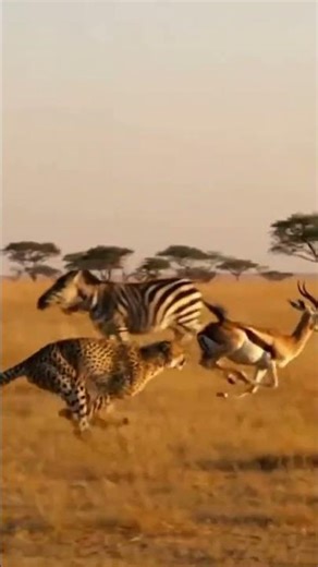Tiger’s Chase Failed Because of a Zebra