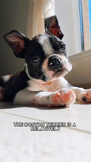 32K views · 1K reactions | Boston Terrier  One Of The Smallest Dog Breeds In The World #bostonterrier #bostonterriersofinstagram #bostonterrierlove #bostonterriers #bostonterrierlife #bostonterriercult #bostonterriersforever #bostonterrierpuppy #bostonterriergram #bostonterriernation | 1 Minute Animals | Facebook
