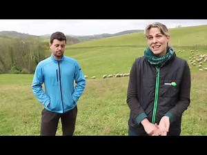 [RESPOL] Reproduction des brebis laitières : Préparer ses brebis pour réussir l’IA