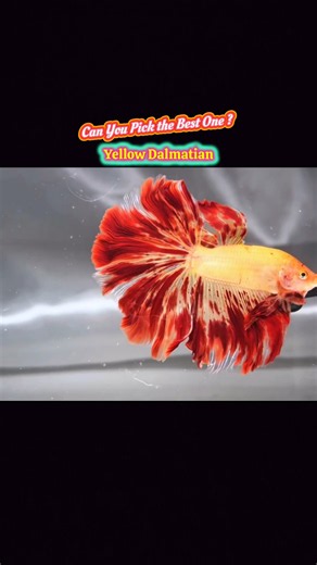 🐠 Three Yellow Dalmatian Bettas That Will Blow Your Mind! bettafish #bettashorts #yellowbetta #fish