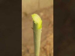 cutting Moringa trees down low for winter 2024