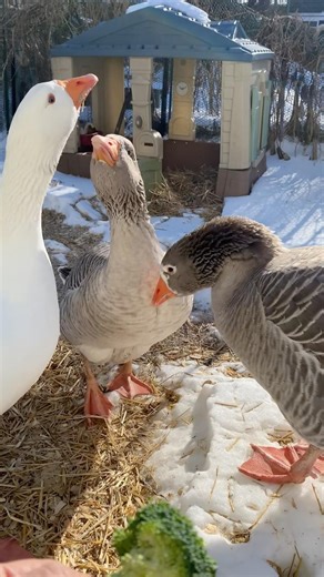 Coldest Day for Geese!