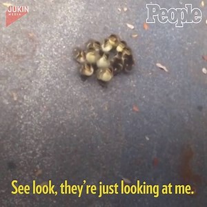 127K views · 1.1K reactions | Looks like these little ducklings made a new friend.  | People | Facebook