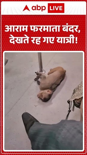 Viral Video | आराम फरमाता बंदर, देखते रह गए यात्री! | #ytshorts #breakingnews #latestnews #viralnews