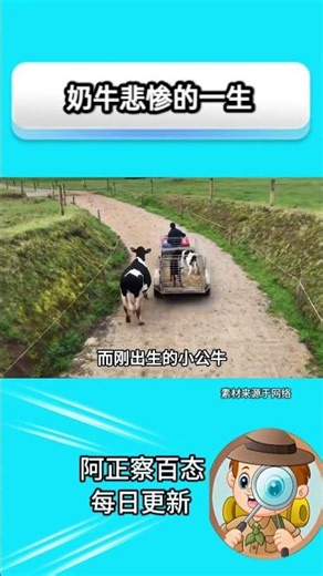 奶牛一生都在产奶，但它们的孩子没喝过一滴属于自己的奶 #人類迷惑行為 #社会百态 #万万没想到