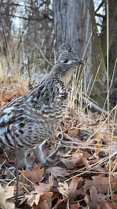 Around 15 subspecies of Ruffed Grouse are recognized, separated by color and a few other physical characteristics; these are grouped into the broader categories of Pacific Northwest races; Interior West and central Canadian races; and eastern races. | Outdoors International