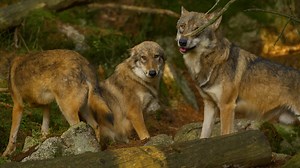 Der Wolf – Lebensraum und Wälder in Tschechien