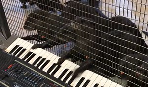 You Otter Believe These Zoo Animals Can Play the Piano, the Harmonica and the Xylophone