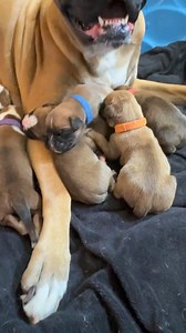 1.7K views · 108 reactions | Newborn boxer puppies | Angels by the Dozen Boxers | Facebook