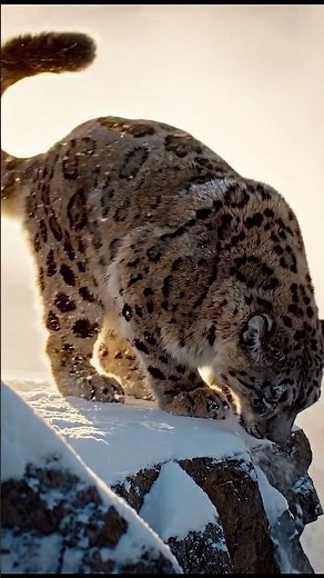 18,000 Feet. Minus 40°. One Snow Leopard. One Impossible Leap.