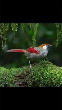 Picture of the day: The red tailed laughingthrush