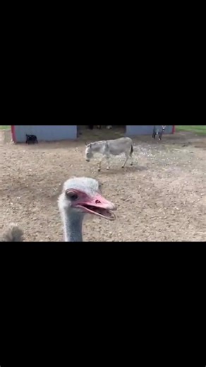 14K views · 596 reactions | Hey Carl! Part 14 | Ima Survivor Donkey and Farm Animal Sanctuary | Facebook