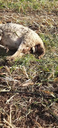 Sheep Giving Birth: Live Birth of a Newborn Lamb