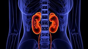 Female Kidney System Anatomy 3d Animation Stock Footage Video (100% Royalty-free) 1100741821 | Shutterstock
