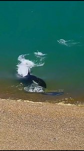 Seal Almost Eaten By Orca 🦭🐋😱😱😱 . . #sealions #sealion #killerwhale #orcawhale #orcas #reelsvideoシ #fbreelsvideo #reelsvideo #hunting #attack #oceanlife #fishhuntertv | FishLife world TV