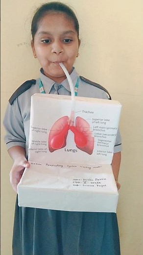 Human Respiratory System Model/lungs working model 3D #science#biology#medical#respiratory