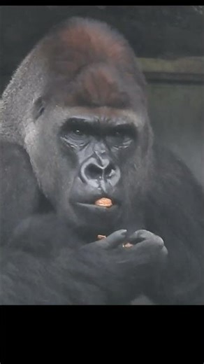 #Gorilla D'jeeco 27y6m. eat walnuts. #shorts. D吃核桃