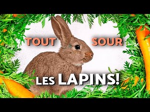 🐰 The ultimate rabbit guide: breeds, facts, sounds and behaviors explained!