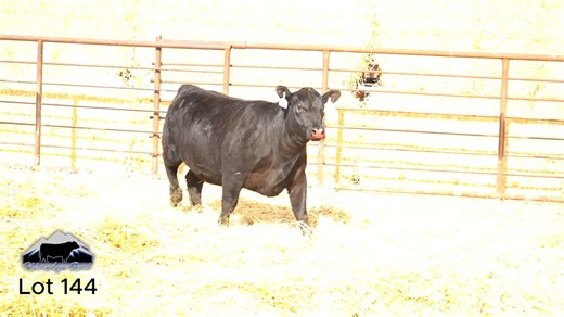 Lot 144: Nelson Angus Ranch - Bull & Female Sale