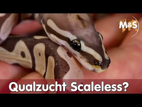 Scaleless Reptilien | Qualzucht oder nicht? | Königspython, Kornnatter, Bartagame