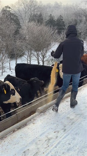 Let’s get these girls taken care of this morning!❤️🥶⛸️#farm #family #cattle