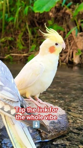 A beautiful cockatiel perched on a rock.#cockatiel #birds #parrot #cockatiellife #cockatielsounds