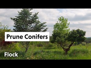 PRUNING Overgrown CONIFERS — Ep. 034