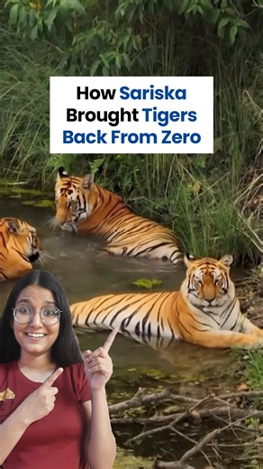 From zero tigers to a roaring population of 50 🐯 Once a symbol of failure, Sariska became a test of India’s resolve. Poaching wiped its tigers out. Silence followed. But forest guards refused to give up. Tigers were relocated, risks were taken, lives were put on the line. Critics doubted it. Today, Sariska breathes again — with wild-born cubs and hope. When humans protect nature, nature finds its way back. #WildlifeConservation #ProjectTiger #NatureRestoration #WildlifeIndia [Tiger Conservation