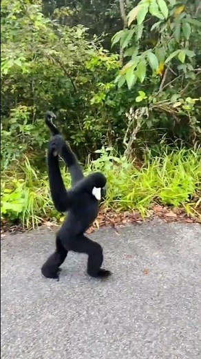 Amazing Gibbon Walking Like a Human! 🐒🚶‍♂️ #wildlife #wildlifeentertainment