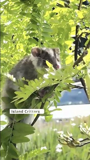 Just hanging out! #animalshorts #possum #australia