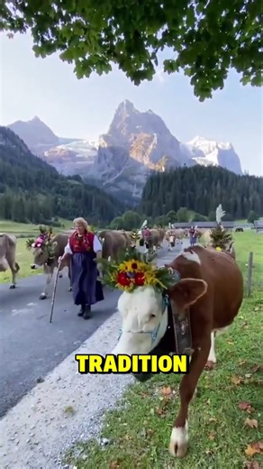 Why Do Swiss Cows Wear Flowers? 🌸🐮