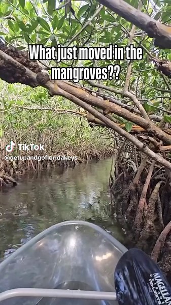 Discover Wildlife on Clear Kayak Tours at Sugarloaf Key