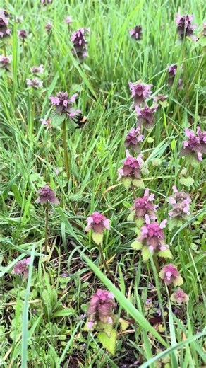 Hummel. #hummel