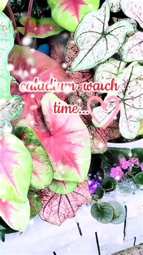 20 reactions · 38 comments | Over the moon with these caladium...