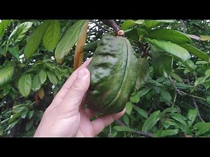 Cola nitida - picking, breaking and chewing a fresh Kola nut